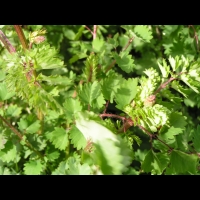 Petite pimprenelle, Sanguisorba minor subsp Polygama (fam Rosacees) (Europe centre et sud) (3)